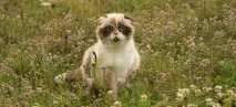 Прогулянки на природі або - Особливості котячої відпустки особливості