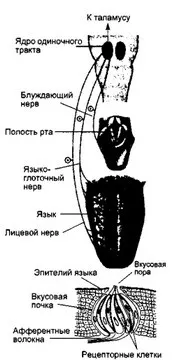 гормонів