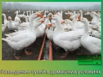 Розведення гусей у домашніх умовах для початківців тонкощі домашніх