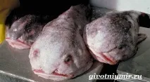 Риба крапля риби