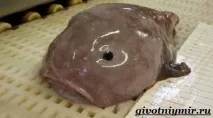 Риба крапля рибу