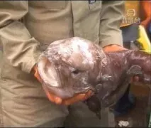 Риба - крапля, Наука та життя життя