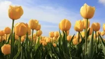 Романтичні легенди про квіти та кохання, Flowery-Blog романтичні