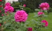 Романтичні легенди про квіти та кохання, Flowery-Blog легенди
