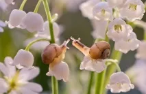 Романтичні легенди про квіти та кохання, Flowery-Blog легенди