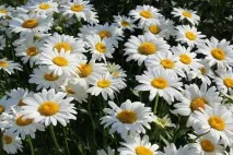 Романтичні легенди про квіти та кохання, Flowery-Blog квіти