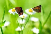 Романтичні легенди про квіти та кохання, Flowery-Blog квіти