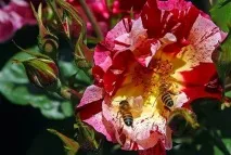 Романтичні легенди про квіти та кохання, Flowery-Blog квіти