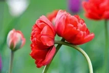 Романтичні легенди про квіти та кохання, Flowery-Blog flowery-blog