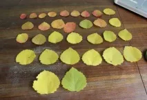 Троянди з осіннього листя своїми руками руками