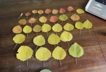 Троянди з осіннього листя своїми руками листя