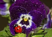 Романтичні легенди про квіти та кохання, Flowery-Blog кохання