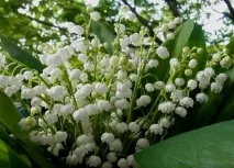 Романтичні легенди про квіти та кохання, Flowery-Blog кохання