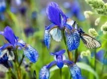 Романтичні легенди про квіти та кохання, Flowery-Blog легенди