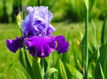 Романтичні легенди про квіти та кохання, Flowery-Blog легенди