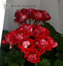 pelargoniums