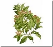 Сандалове дерево, або Червоний сандал (Red sandalwood tree), Лавр червоний
