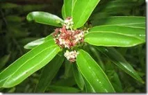 Сандалове дерево, або Червоний сандал (Red sandalwood tree), Лавр червоний