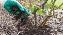 Чим підгодувати троянди навесні, влітку, під час цвітіння навесні