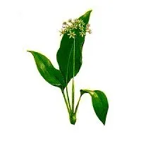 Їстівні дикорослі рослини в природі, Виживання в дикій природі та екстремальних ситуаціях виживання