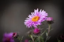 Сентябринки