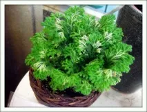 selaginella