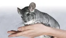цікаво