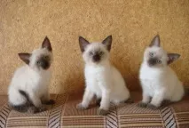Сіамська кішка про породу, характер, фото, ціна - Кішки шоу породу