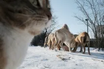 Собачий притулок українській Брижит Бардо — Блоги собачий