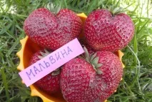 Сорти полуниці ранні, середньостиглі, пізні, ремонтантні середньостиглі