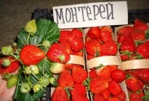 Сорти полуниці ранні, середньостиглі, пізні, ремонтантні ранні
