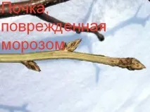 Способи визначення пошкоджень морозами плодового чагарника та плодових дерев, як врятувати визначення