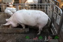 Свинарник на 50 голів своїми руками фото та відео огляд голів