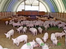 Свинарник на 50 голів своїми руками фото та відео огляд своїми