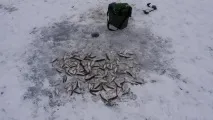 Темпова зимова рибалка на Петровичському водосховищі зимова
