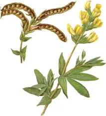 thermopsis