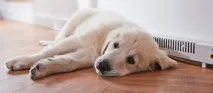 Теплий плінтус плюси та мінуси плюси