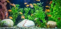 Чиста вода в акваріумі - поради та рекомендації - Наші Кролики рекомендації
