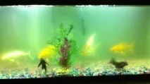 Чиста вода в акваріумі - поради та рекомендації - Наші Кролики наші