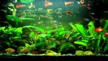 Чиста вода в акваріумі - поради та рекомендації - Наші Кролики наші