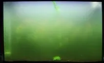 Чиста вода в акваріумі - поради та рекомендації - Наші Кролики вода