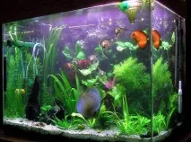 Чиста вода в акваріумі - поради та рекомендації - Наші Кролики акваріумі