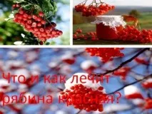 Що і як лікує горобина червона червона