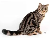 кота