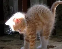 кота