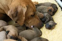 Догляд за новонародженим цуценям новонародженим
