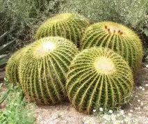 echinocactus