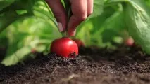 Вирощуємо редис особливості ранньої посадки, догляд вирощуємо