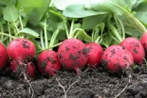 Вирощуємо редис особливості ранньої посадки, догляд редис