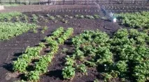Вирощування суниці полили